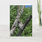 Barred Owl - 5x7カード(内空白の側) カード (正面)