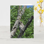 Barred Owl - 5x7カード(内空白の側) カード (黄色い花)