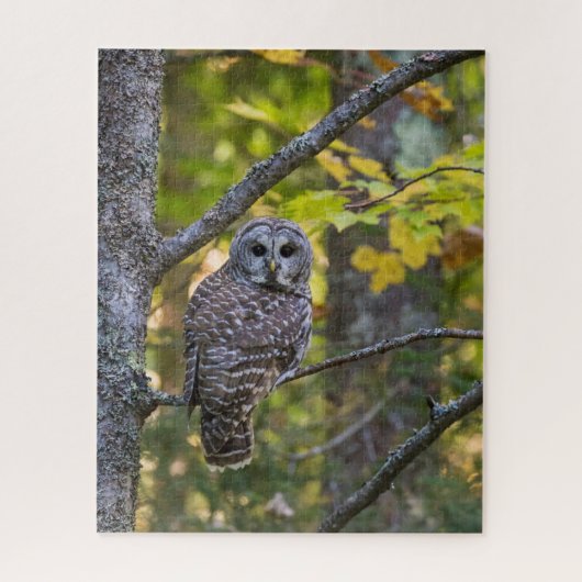 Barred Owl in Fall | Alger County, MI ジグソーパズル (縦)