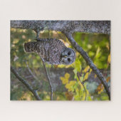 Barred Owl in Fall | Alger County, MI ジグソーパズル (横)