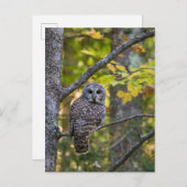 Barred Owl in Fall | Alger County, MI ポストカード (正面/裏面)