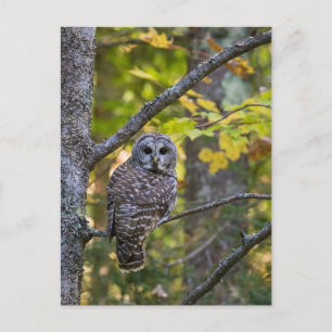 Barred Owl in Fall   Alger County, MI ポストカード