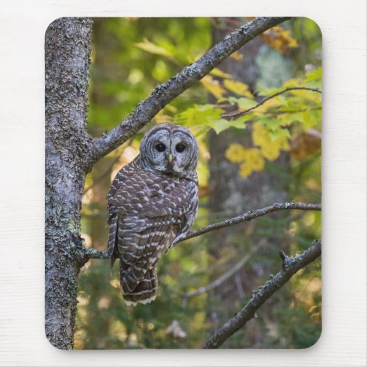 Barred Owl in Fall | Alger County, MI マウスパッド (正面)