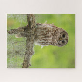 Barred Owl On Tree Limb ジグソーパズル (横)