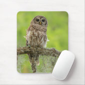 Barred Owl On Tree Limb マウスパッド (マウス)
