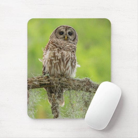 Barred Owl On Tree Limb マウスパッド (マウス)