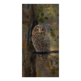 Barred Owl Painting 14 x 28 ポスター