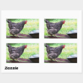 Barred Rock Hen On Wheelbarrowステッカー 長方形シール (シート)