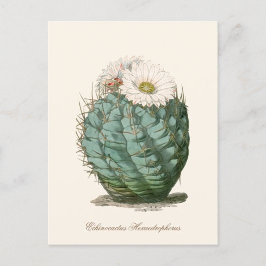 Barrel Cactus White Flower ポストカード (正面)
