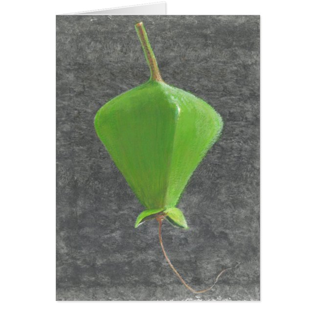 Barringtonia Acutangula (正面)