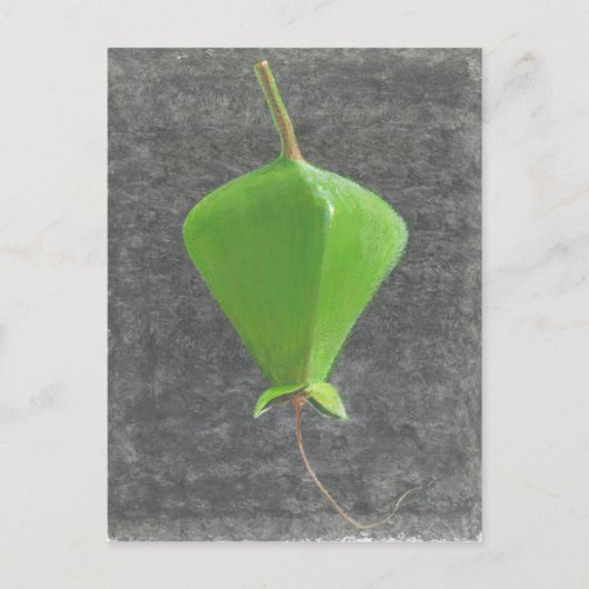 Barringtonia Acutangula ポストカード (正面)