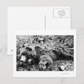 Barr's Bear Over 10足ロング，アラスカ ポストカード (正面/裏面)