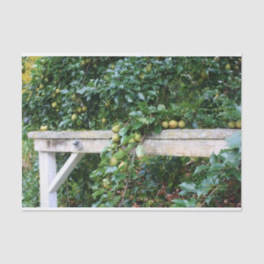 Bartlett Pears On Tree Orton Effect Decopage 薄葉紙 (正面)