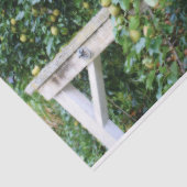 Bartlett Pears On Tree Orton Effect Decopage 薄葉紙 (詳細)