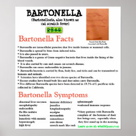 Bartonella Information Fact Sheetポスター ポスター