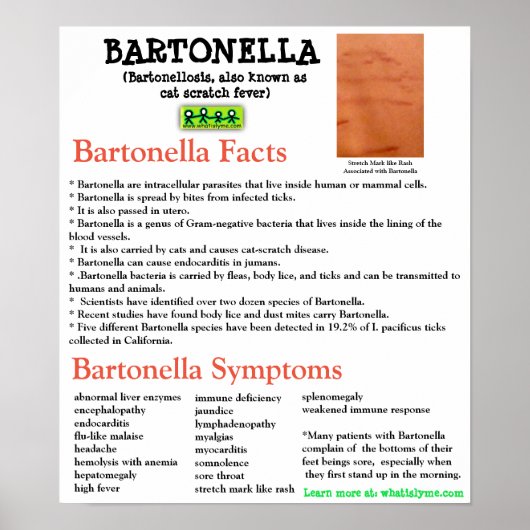 Bartonella Information Fact Sheetポスター ポスター (正面)