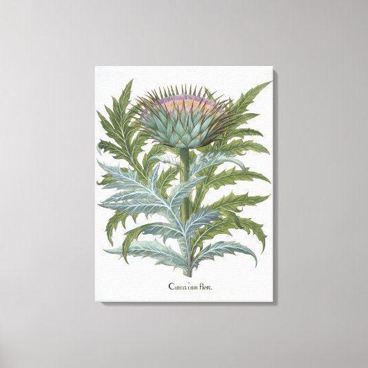 Basの「Hortus Eystettensis」からのCardoon キャンバスプリント (正面)