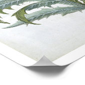 Basの「Hortus Eystettensis」からのCardoon ポスター (角)