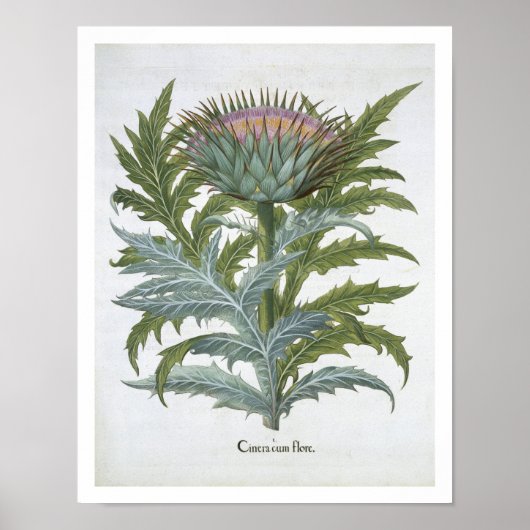 Basの「Hortus Eystettensis」からのCardoon ポスター (正面)