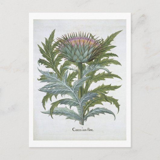 Basの「Hortus Eystettensis」からのCardoon ポストカード (正面)