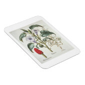 Basの「Hortus Eystettensis」からThorn Apple マグネット (右側)