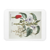 Basの「Hortus Eystettensis」からThorn Apple マグネット (横)