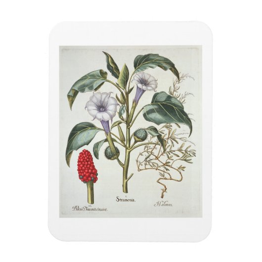 Basの「Hortus Eystettensis」からThorn Apple マグネット (縦)