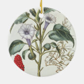 Bas著「Hortus Eystettensis」からの朝鮮アサガオ、 セラミックオーナメント (裏面)