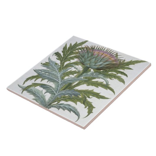 Bas著「Hortus Eystettensis」からのCardoon、 タイル (側面)