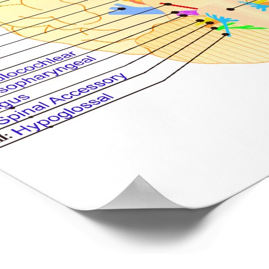 base of brain picture english ポスター (角)