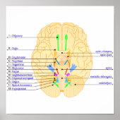 base of brain picture english ポスター (正面)