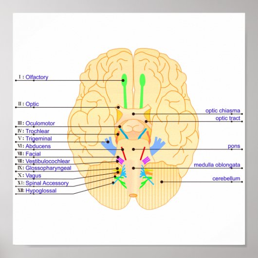 base of brain picture english ポスター (正面)