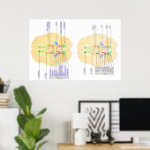base of brain picture english & japanese ポスター (ホームオフィス)