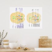 base of brain picture english & japanese ポスター (キッチン)