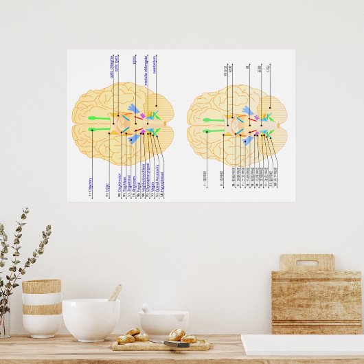 base of brain picture english & japanese ポスター (キッチン)