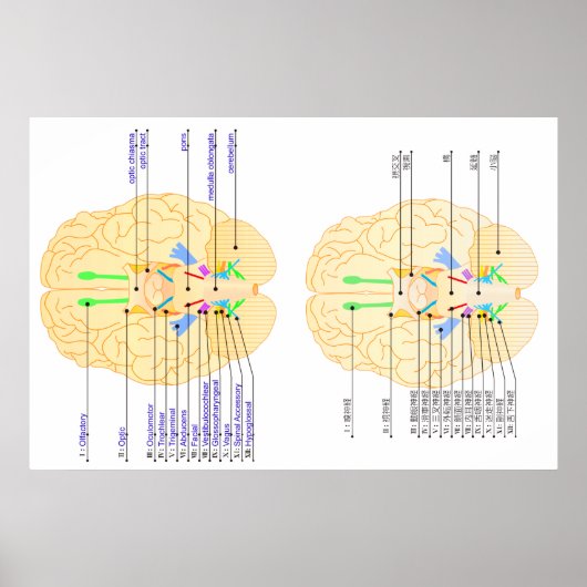 base of brain picture english & japanese ポスター (正面)