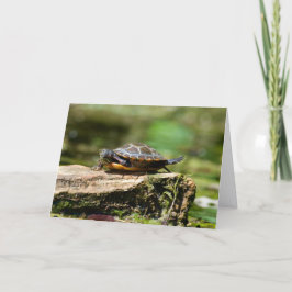 Bashful Turtle Birthday Card, 5x7 カード