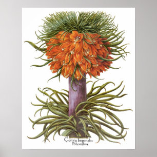 Basilius Besler著ヴィンテージのFritillariaの花 ポスター