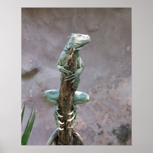 Basking Iguanaポスター ポスター (正面)