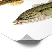 Bass – スモールマウスとLargemouth Bass Art ポスター (角)
