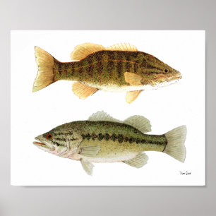 Bass – スモールマウスとLargemouth Bass Art ポスター