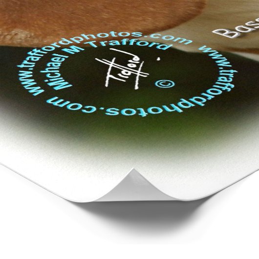 Bassetハウンド9L9D-22_2 ポスター (角)