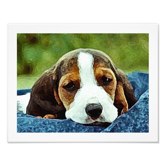 Basset子犬の休憩 – 茶色の黒と白 フォトプリント            (正面)