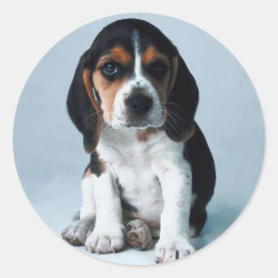Basset Houndステッカー ラウンドシール