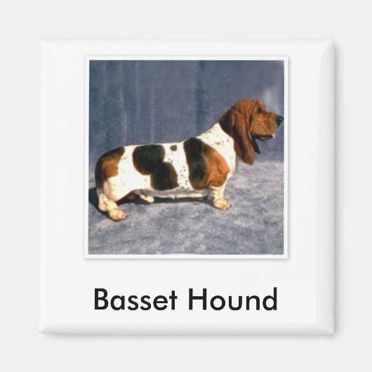 basset_hound 2, Basset Hound マグネット (正面)