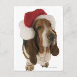 Basset hound in Santa hat シーズンポストカード<br><div class="desc">Animals->Dog</div>