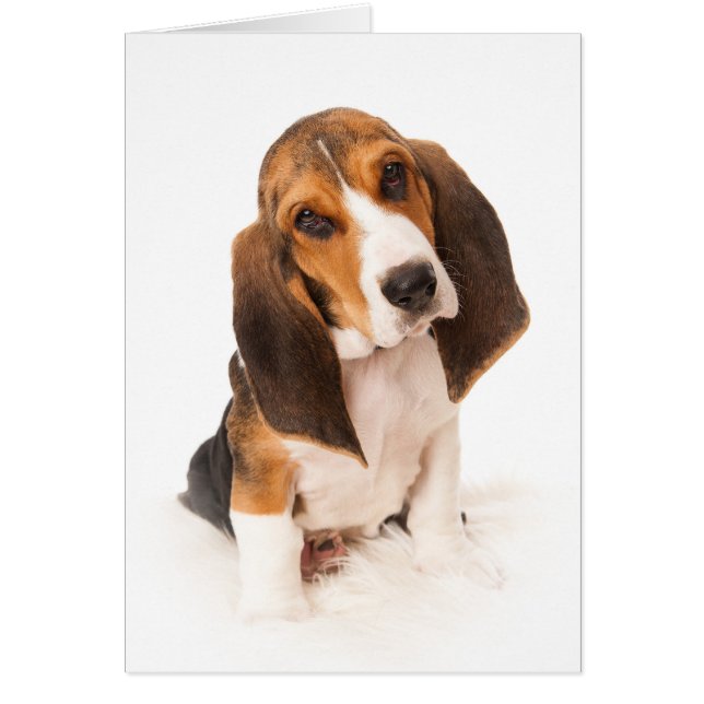 Basset hound puppy (正面)