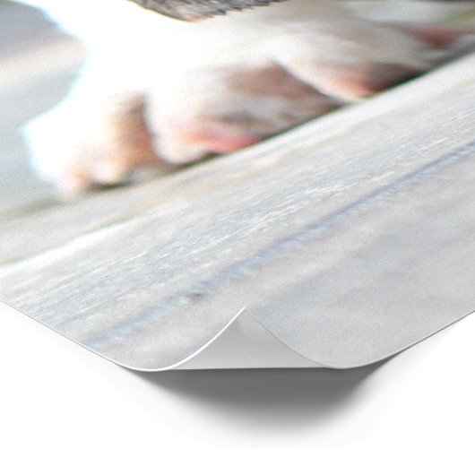 Basset Hound Puppy ポスター (角)