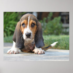 Basset Hound Puppy ポスター