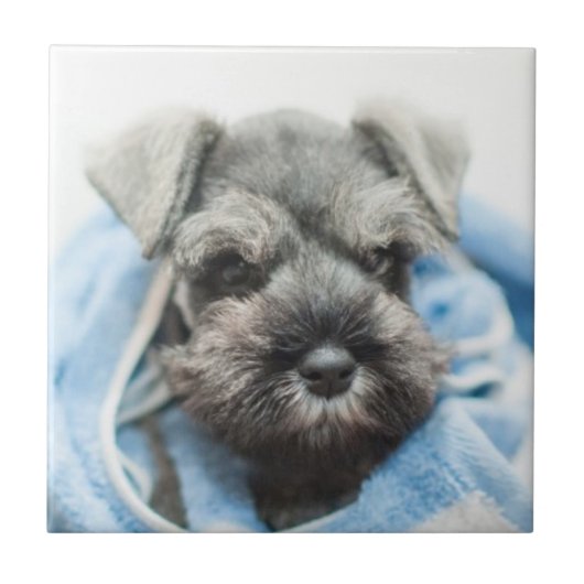 Bathの後の子犬 タイル (正面)